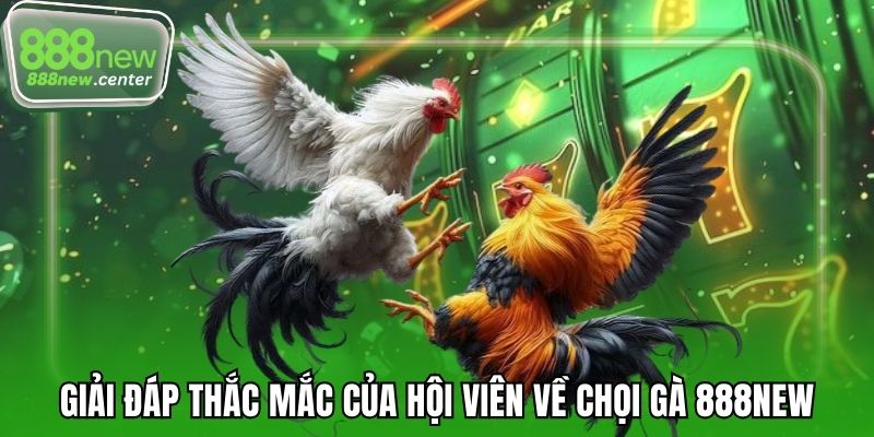 Giải đáp thắc mắc của hội viên về chọi gà 888NEW