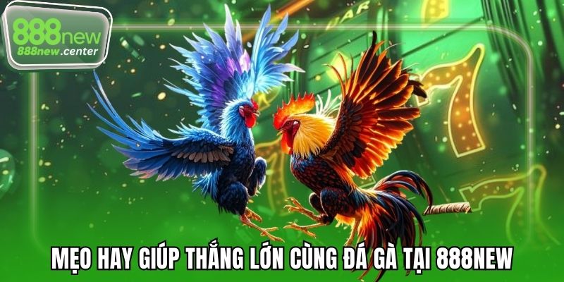 Mẹo hay giúp thắng lớn cùng đá gà tại 888NEW