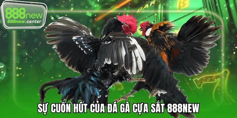Sự cuốn hút của đá gà cựa sắt 888NEW
