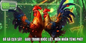 đá gà cựa sắt