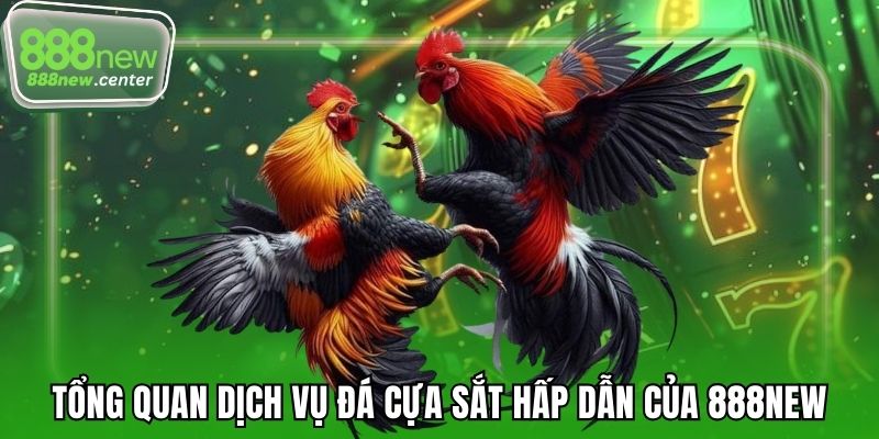 Tổng quan dịch vụ đá cựa sắt hấp dẫn của 888NEW